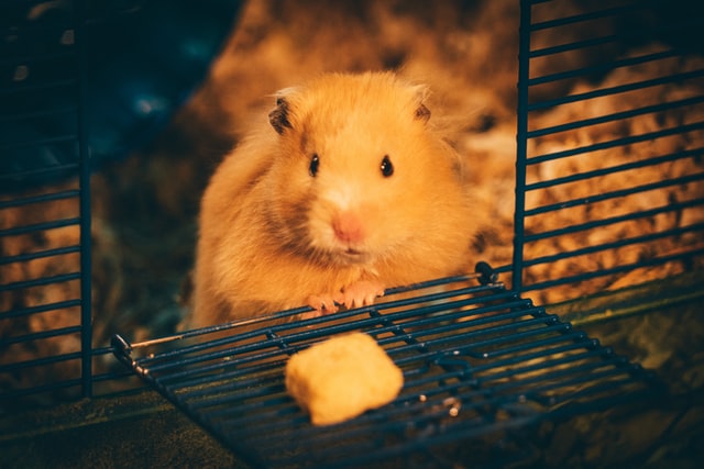 How Often to Clean Hamster Cage