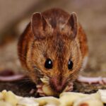 How to Clean Mouse Droppings in Kitchen