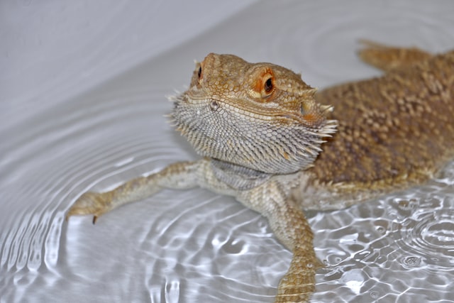 How to Clean Bearded Dragon Tank