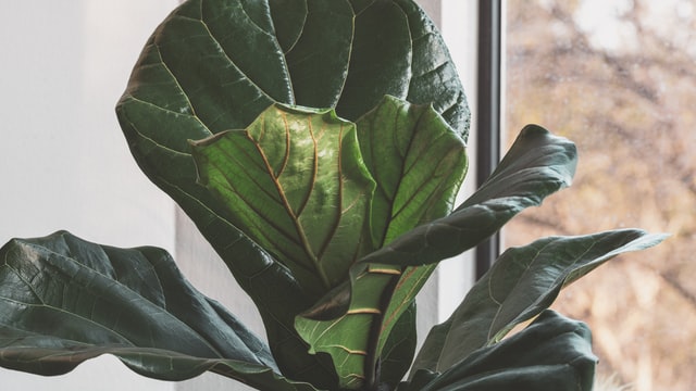 How to Clean Fiddle Leaf Fig Leaves