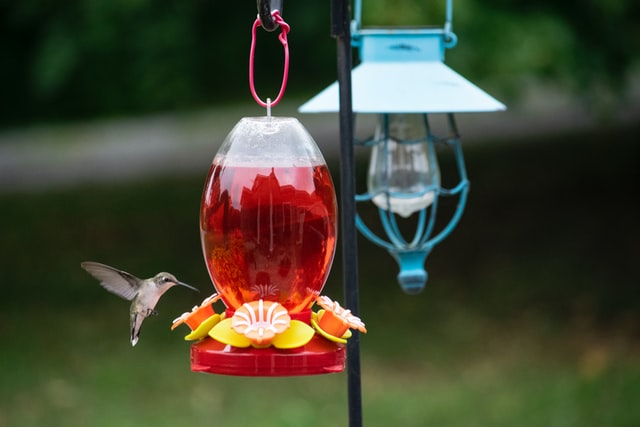 How to Clean Hummingbird Feeder