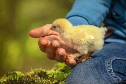 How Often Do Baby Chicks Die?
