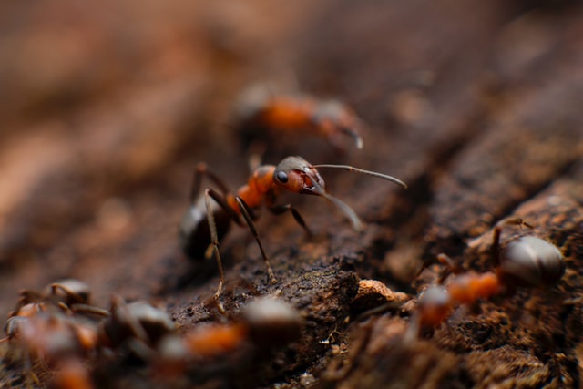 How To Protect Your Home From Carpenter Ants
