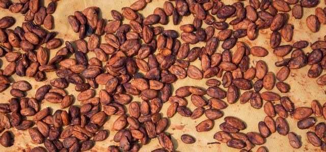 How to Ferment Cacao Beans at Home