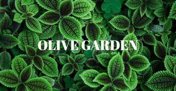 Does Olive Garden Do Background Checks
